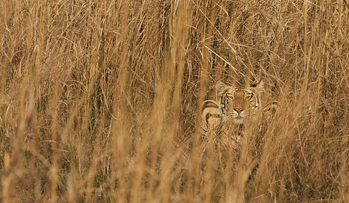 india cat canon nationalpark feline asia tiger bigcat endangered animalplanet pradesh bandhavgarh madhya devanagari apexpredator umaria