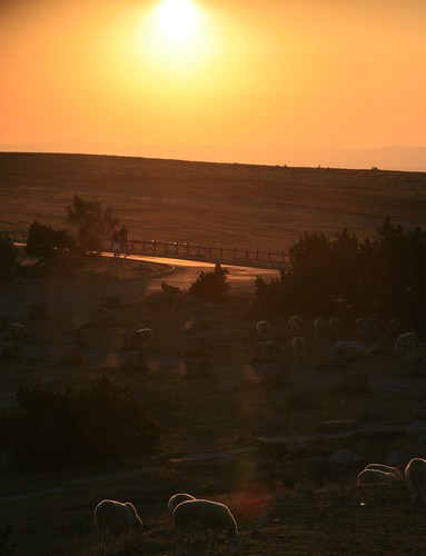 sunset sun sunrise sheep montaigoual