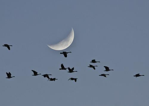 winter sky moon bird oklahoma composite geese stillwater 2009 smörgåsbord naturelovers cs3 canon30d kartpostal