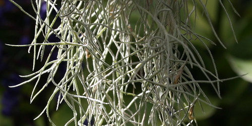 hawaii spanishmoss tillandsia bigisland bromeliad bromeliaceae oceanview richwood tillandsiausneoides peleshair kaudistrict richwoodgardennursery