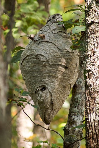 forest al woods wasp nest unitedstatesofamerica hike hornet talladega sigma70300mmf456apomacrosuperii