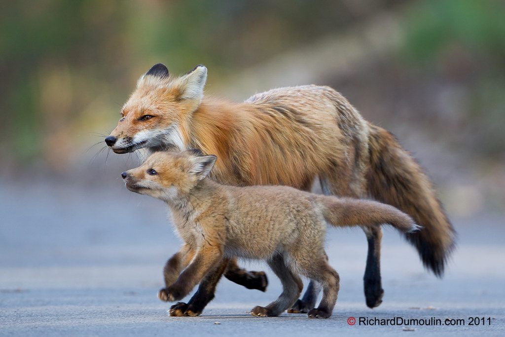Renard roux / Red fox / Vulpes vulpes