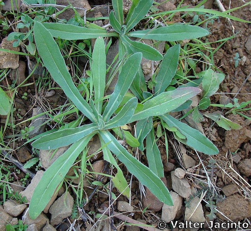 Calendula arvensis image