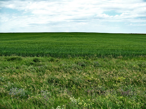 canada color colour green farm wheat progress sk prairie saskatchewan agriculture 2009 2000s canadagood