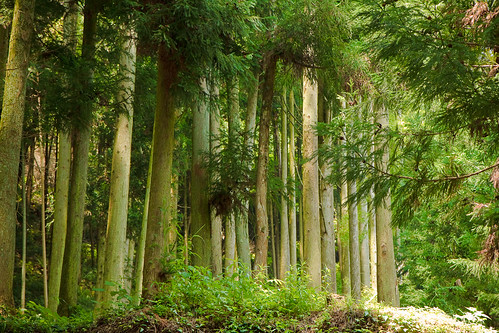 green japan forest canon hills 2009 kyushu midori t1i
