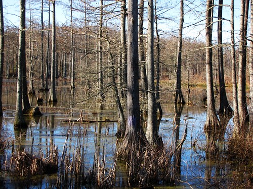 wood old travel trees usa reflection nature water canon landscapes daylight scenery view state south country peaceful powershot daytime arkansas cypresses tranquil baldcypress cypressknees sx10is waltphotos