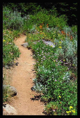 oregon hiking trail wildflowers wagnerbutte