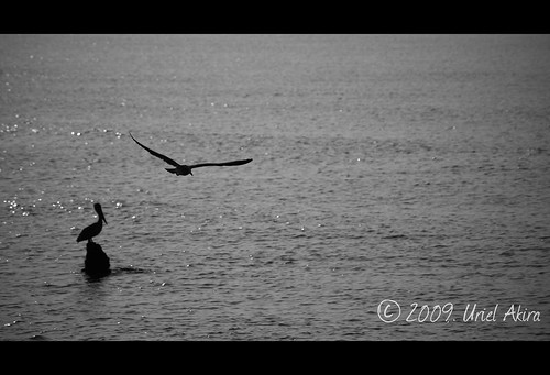 ocean sunset sea two bw pelicans birds mexico atardecer mar flying wings aves bn alas silueta veracruz oceano siloutte dow volando coatza coatzacoalcos pelicanos nikond40 urielakira
