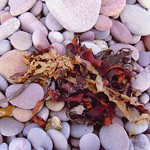 Seaweed on Pebbles