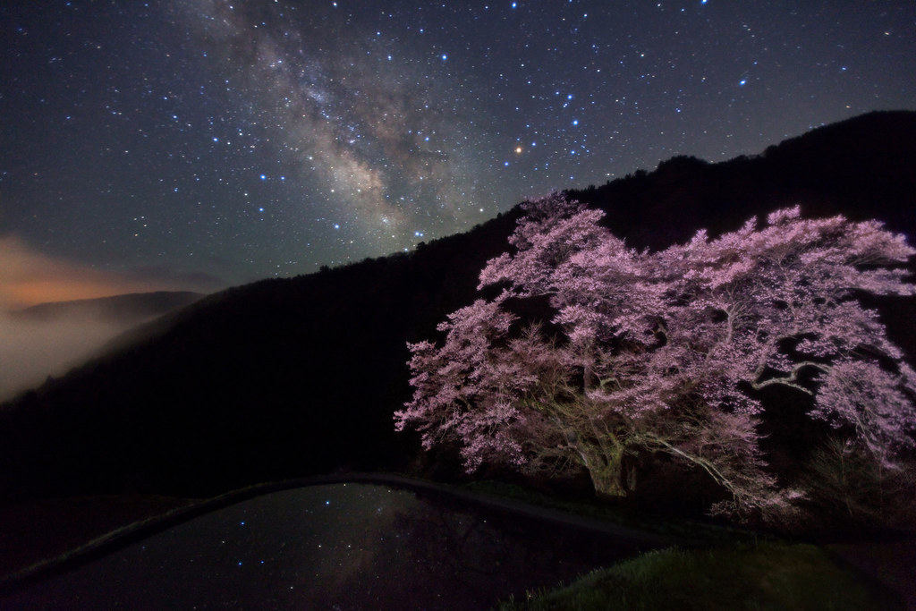 Cherry blossom Milky Way