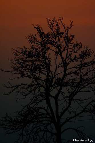 sunset india elephant birds sunrise cobra eagle wildlife tiger deer vultures vulture eagles asianelephant birdsofindia corbettnationalpark canonef400mmf56 royalbengaltiger canoneos40d nachiketabajaj