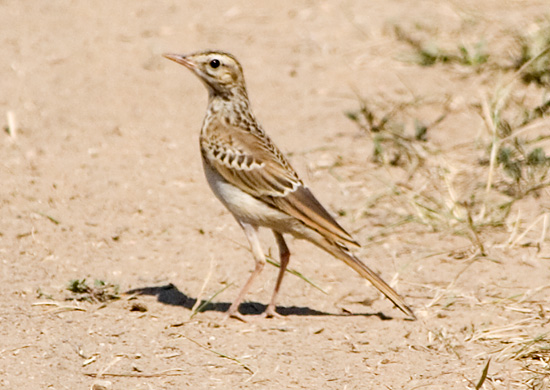 Photograph titled 'Tawny Pipit'
