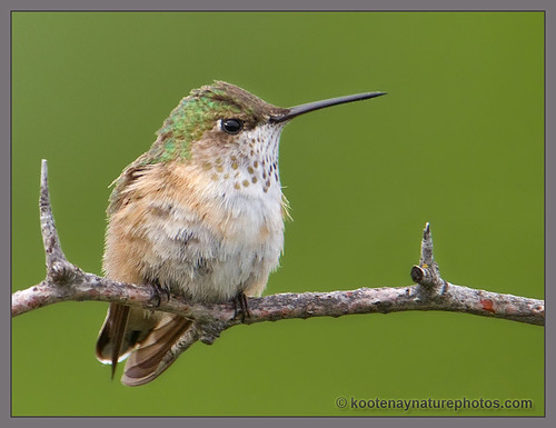 birds hummingbird bc calliope lister stellulacalliope blinkagain bestofblinkwinners