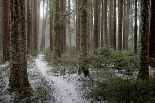 schnee winter deutschland nebel wald bäume schwarzwald deu hdr weg tannen d300 badenwürttemberg neubulach the4elements oberhaugstett