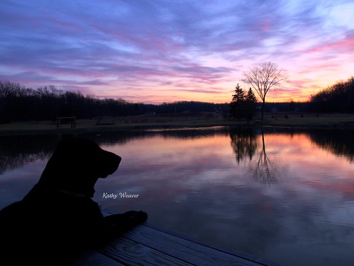 olympuse520 kathyweaver kweaver2 nature cody dog pond water morning clouds sky sunrise erie pennsylvania reflection reflexions photography landscape