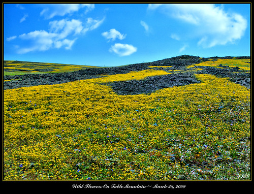 california landscape scenic wildflowers norcal tablemountain buttecounty