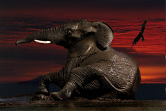 Elephant mud pool sunset