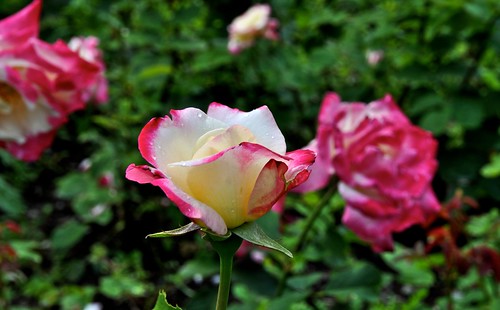 The Beauty of a Rose