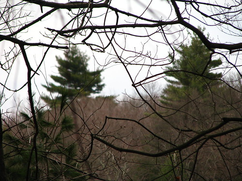 trees nature spring woods massachusetts views canton bluehillsreservation