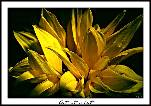 flowers plants flower yellow norway closeup canon eos norge your yours sunflower dslr planter blomst canoneos hdr blomster eos450d masterphotos abovealltherest awesomeblossoms eos450 theroger eos450norge theroger09