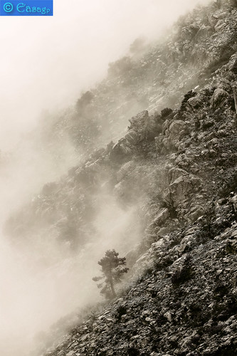españa árbol montaña niebla ávila castillayleón puertodelpico