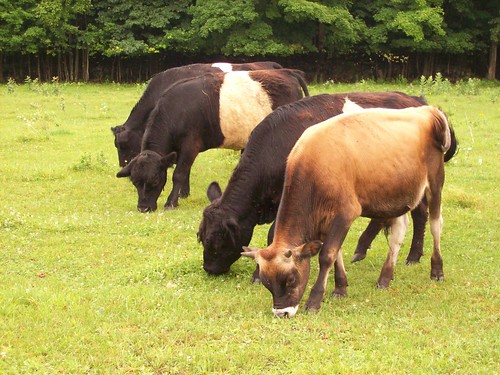 field grass cows pasture grazing jerseycow gallowaycows oreocows