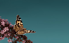 Butterfly Wallpaper 'Deep Sea'