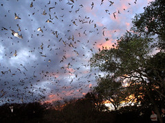 Bracken Cave Bats