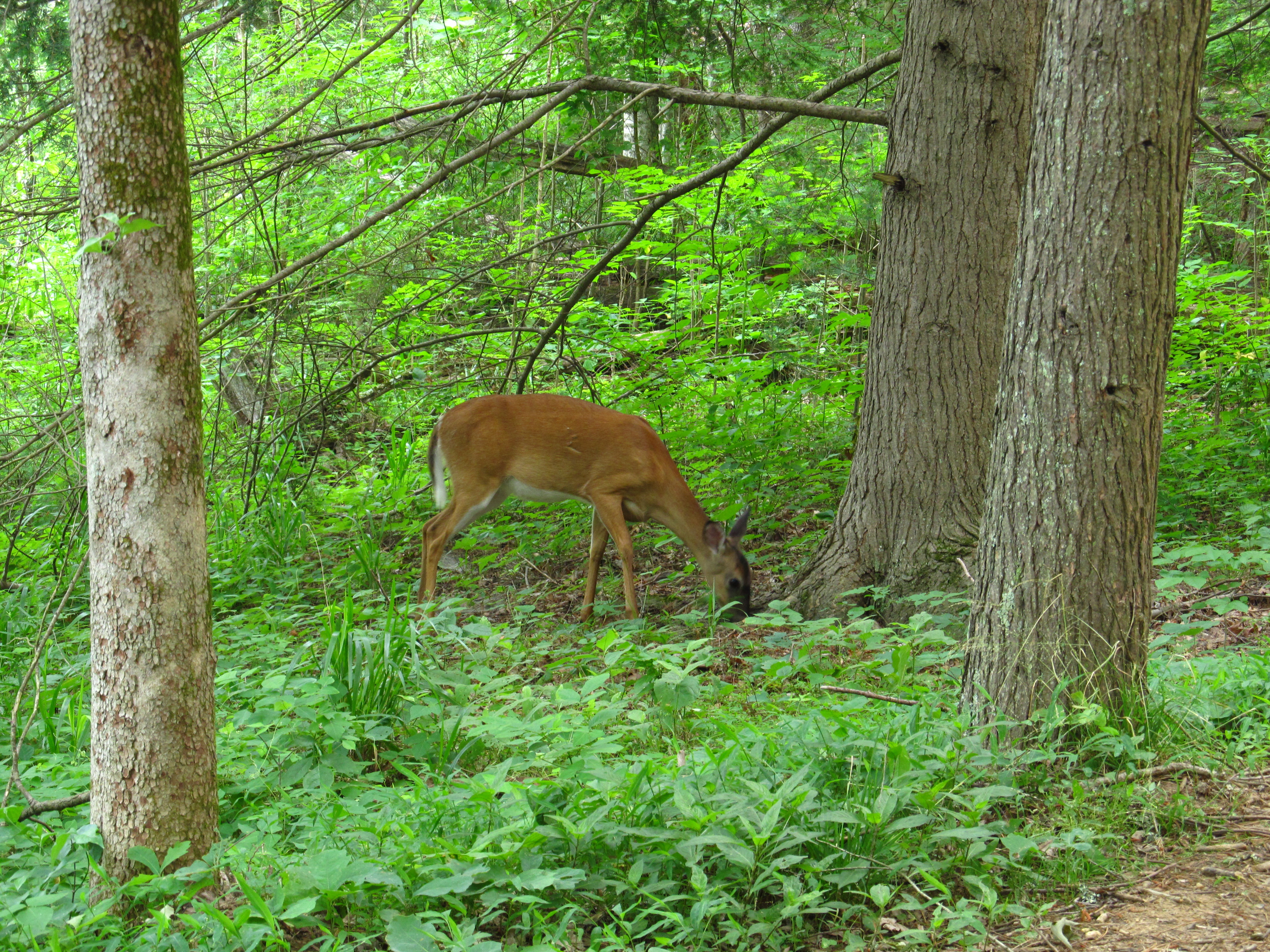 deer standing in the forest