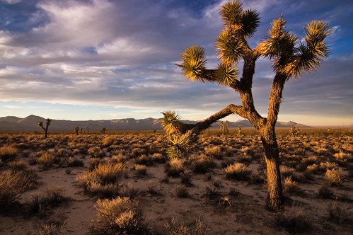 california landscape desert joshuatree sierranevada tokinaatx124prodx