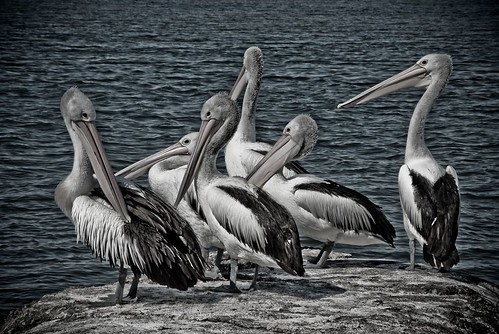 pelican pentaxart