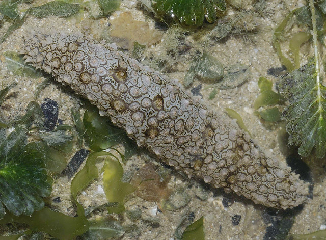 Polka-dotted sea cucumber (Bohadschia ocellata)