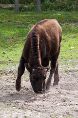Wood Bison - Calgary Zoo 092509