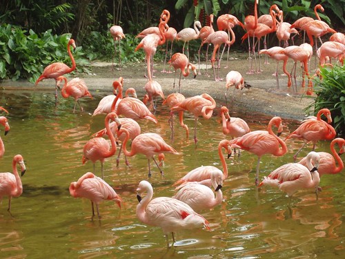 200907290946_Jurong-birdpark-flamingos