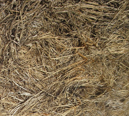grass closeup background driedgrass naturaltexture naturaldebris