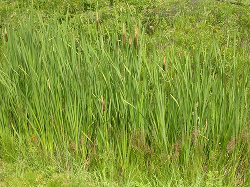 montana bozeman habit native habitat perennial cattail inflorescence typhalatifolia typhaceae stoloniferous broadleafcattail gallagatortrail wetsite
