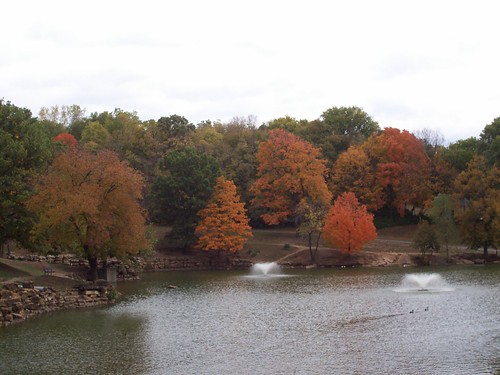 trees fall pond