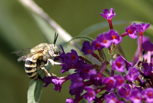 flower macro insect flor sigma bee abeja insecto 105mm abella apid inscecte wonderfulworldofflowers mygearandmepremium