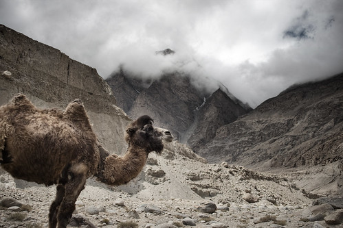 china wild mountain animal clouds highway desert camel xinjiang kashgar 24mm hump karakorum tashkorgan