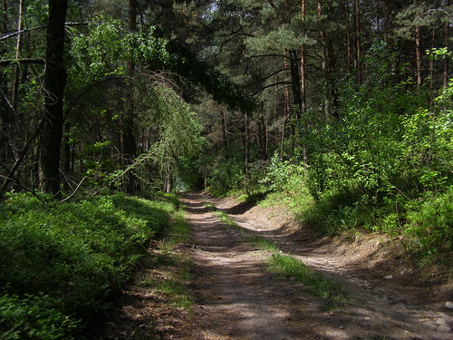 road las forest poland polska droga malopolska małopolska małopolskie malopolskie szlakorlichgniazd eaglesneststrail kosmolów kosmolow
