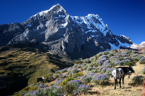mountain peru landscape cows paisaje paisagem andes montaña montanha huayhuash ancash rondoy absolutelystunningscapes