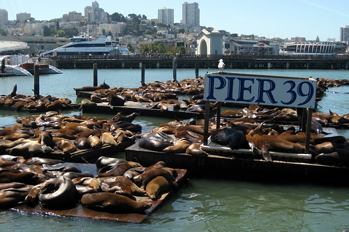 San Francisco - Fisherman's Wharf: Sea Lions at Pier 39