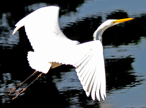 bird nature wildlife egret greategret fowls specanimal specanimals theperfectphotographer slbflying