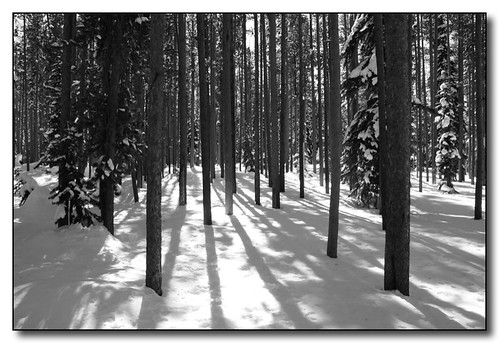 trees light shadow blackandwhite snow montana idaho crosscountryskiing bitterrootvalley bitterrootmountains chiefjosephpass aplusphoto