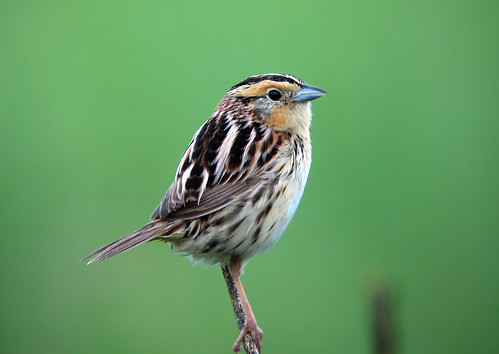 Le Conte's Sparrow