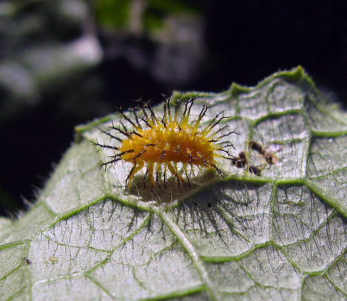 bug insect beetle kansascity kansas larva tonganoxie easternkansas squashbeetle epilachnaborealis