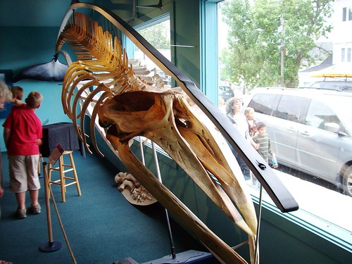 Bar Harbor - Whale Museum