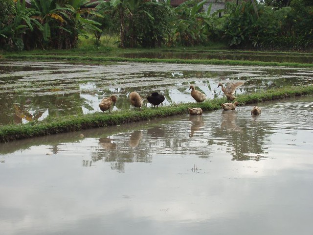 200907150343_Ubud-ricefields