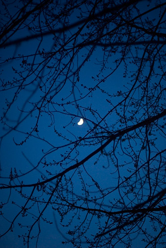 trees moon branches newyorkstate bb bedandbreakfast hudsonvalley horsefarm rhinebeckny whistlewood