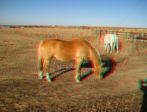 horses canon geotagged 3d stereo mapped redcyan analgyph sd1000
